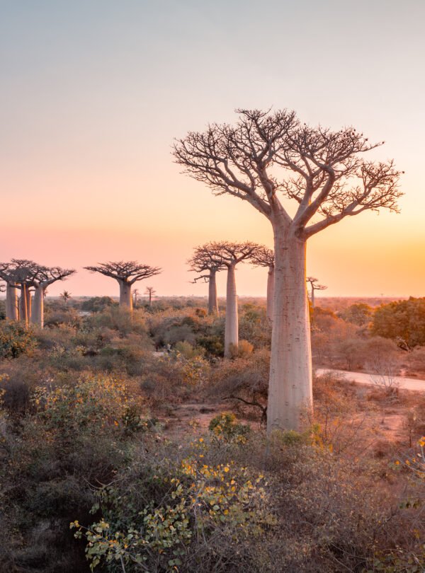 Baobab trees near Morondava Madacascar
