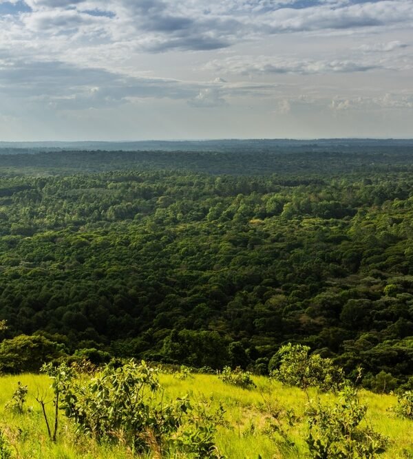 Aerial,View,Of,Kakamega,Forest,Reserve,,Kenya